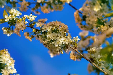 Branch Flowers Spring - Free photo on Pixabay - Pixabay