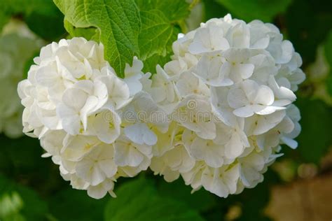 Pristine White Hortensia Flowers Closeup Stock Image - Image of easter, light: 117773191