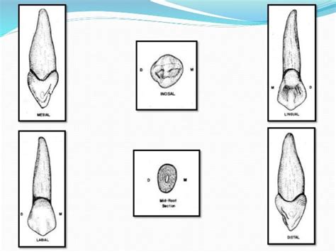 Permanent Maxillary & Mandibular Canine