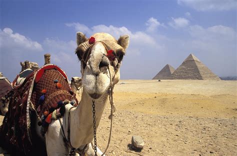 Camel In Giza Egypt Photograph by Axiom Photographic