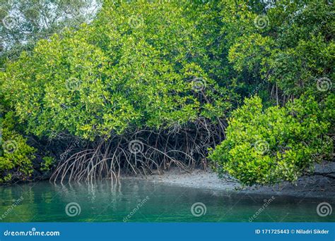 Sea Backwater With Mangrove Forests And Bright Sky Stock Photography | CartoonDealer.com #194627090