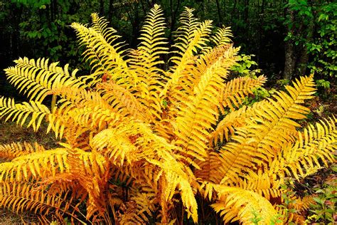 How to Grow and Care for Cinnamon Ferns