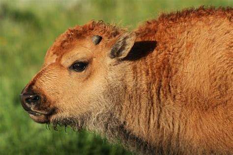 Wyoming Wildlife and Landscape Photography on Behance