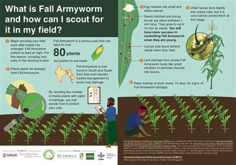 The fall armyworm, explained – CIMMYT