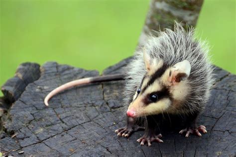 Didelphis Albiventris