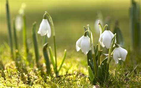 spring nature snowdrops white flowers wallpaper and background Spring Flowers Wallpaper, Flower ...