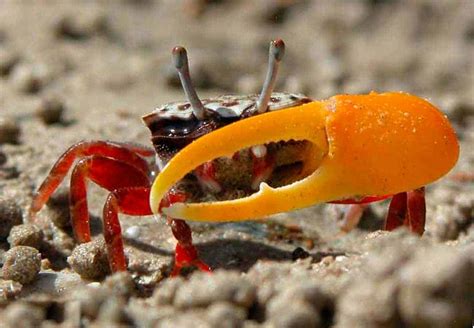 Fiddler Crab - Detailed Guide: Care, Diet, and Breeding - Shrimp and Snail Breeder