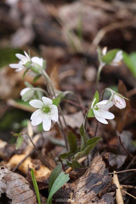 white-woodland-flower – Your Connection to Wildlife