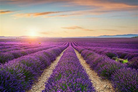 Lavender flowers fields at sunset. Provence, France Photograph by ...