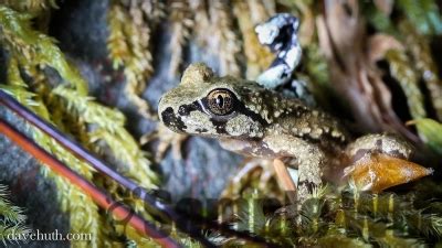 Coastal Tailed Frog (Ascaphus truei) Herpedia™.com