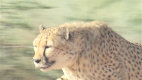 Cheetah Running in Slow Motion Stock Footage Video (100% Royalty-free) 5724986 | Shutterstock