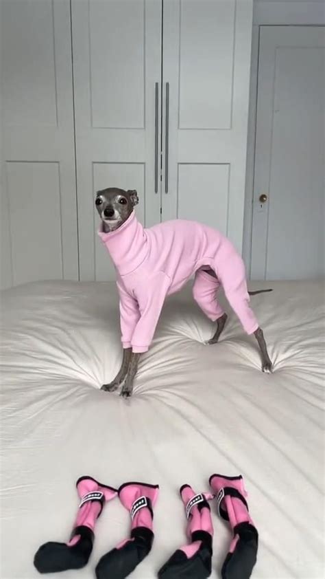 Monochromatic Pink Outfit for Dog on a Snow Day! *fancy alert* | Funny ...