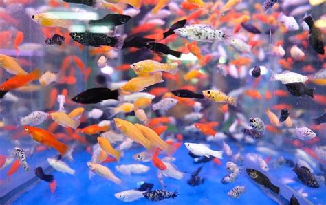 Types Of Fishes In Aquarium With Pictures