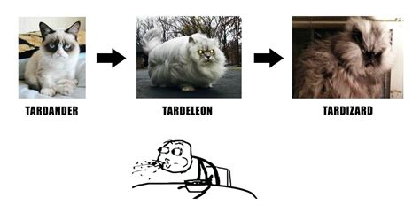 Tard the Grumpy Cat evolution - Imgur | Grumpy cat good, Grumpy cat, Cat evolution