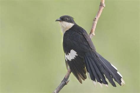 Scientists expose true extent of cuckoo’s cunning