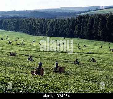 KENYA Kericho, worker pick tea leaves for Lipton tea, tea plantation of ...