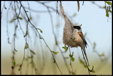 Estonian Nature Tours: New Wildlife Photography Tour to Estonia