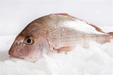 Whole Snapper Medium | Fresh Fish Delivery Central Coast | Manettas