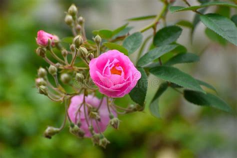 Small Pink Rose Flower with Buds Stock Image - Image of bloom, isolated ...