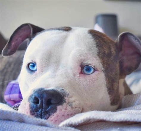 Dogs with Blue Eyes: the Full Guide – The Better Dog Life