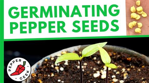 Do Peppers Need Light To Germinate? The 15 New Answer - Musicbykatie.com