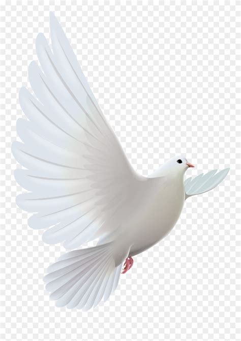 Pigeon clipart funeral dove, Pigeon funeral dove Transparent FREE for ...