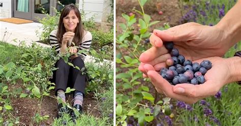 Jennifer Garner Picks Blueberries In Cute Summery Clip
