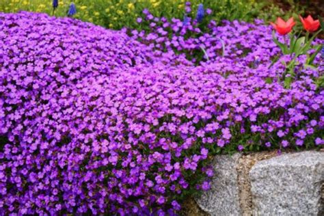 Perennial Ground Cover Creeping Aubrieta Cascade Lilac - Etsy Canada