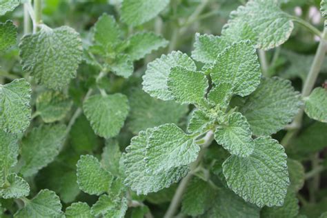 Horehound - Live Plant | Mayernik Kitchen