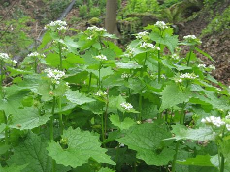 Garlic mustard identification and control: Alliaria petiolata - King County