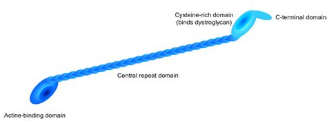 Dystrophin protein - Exon skipping