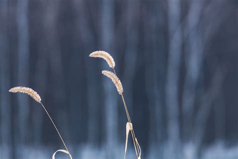 A Close-Up Shot of a Reed Plant · Free Stock Photo