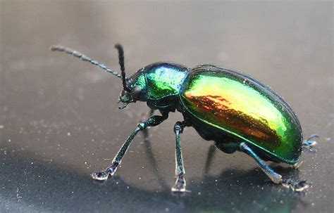 Rainbow beetle by Pittlers on DeviantArt