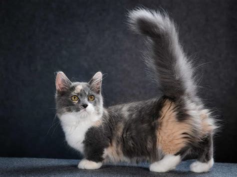 How Big Do Munchkin Cats Get? Average Size and Growth Milestones - A-Z Animals