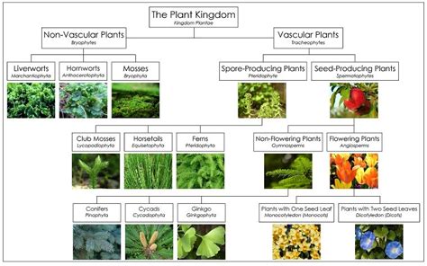 plant kingdom chart - Google Search | Plant classification, Biology plants, Kingdom plantae