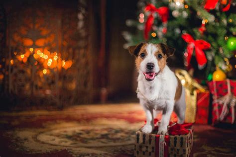 How to Train Your Dog to Stay Away from a Christmas Tree | Wag!