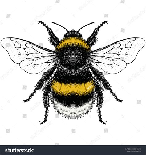 Illustration Male Buff-tailed Bumblebee Stock Vector (Royalty Free ...