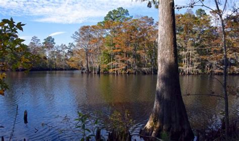 11 Under-Appreciated State Parks In Louisiana You're Sure To Love | State parks, Water ...