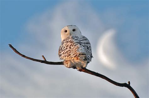 Cute Winter Owl Wallpapers - Top Free Cute Winter Owl Backgrounds ...