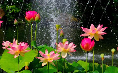 Lotus Flower Garden Wallpapers - Top Free Lotus Flower Garden Backgrounds - WallpaperAccess