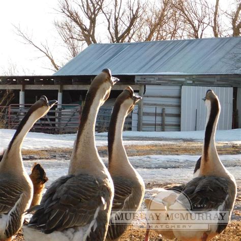 African Goose Vs Chinese Goose