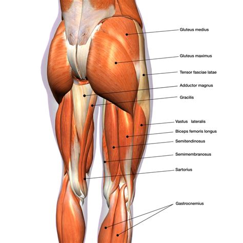 Quadriceps Anatomy And Training - Blog Eric Favre UK