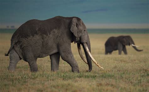 Experts Fear Record Levels Of Elephant Poaching After Discovery Of 87 ...