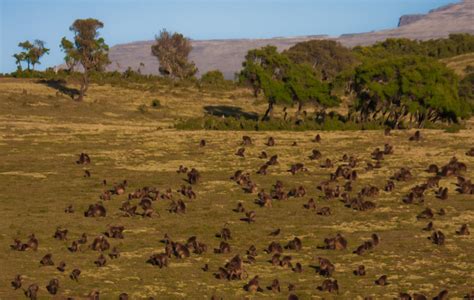 Ethiopia Photo Tour | Wildlife Observations Worldwide