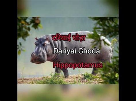 HIPPOPOTAMUS MEANING IN HINDI WITH PICTURE AND SOUND. HIPPOPOTAMUS ...