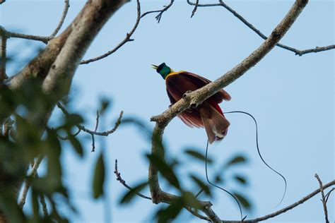 5 Facts about Raja Ampat’s Beautiful Birds of Paradise | Papua Paradise