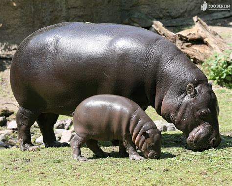 Hippopotamus Wallpaper - WallpaperSafari