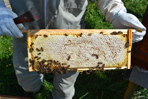 beekeeping for beginners | Phoenix Park