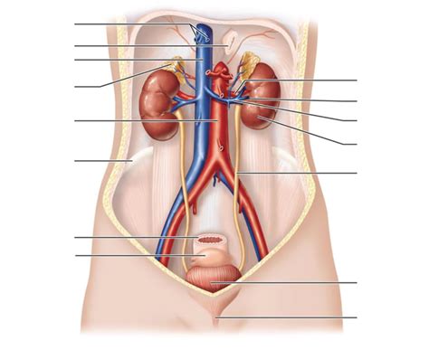 Urinary System Diagram | Quizlet