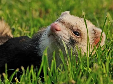 Do Ferrets Need Chew Toys? - The Best Chew Toys for Ferrets!